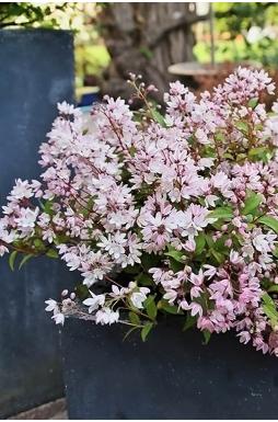 Дейция гибридная Юки Черри Блоссом (Yuki Cherry Blossom)