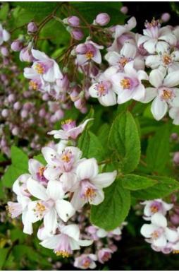Дейция гибридная розовая Кампанулата (Campanulata)