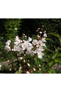Дейция гибридная розовая Кампанулата (Campanulata)