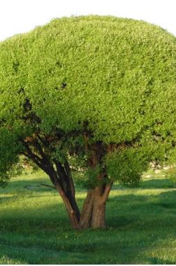 Ива ломкая Булата (Bullata)