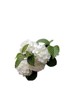 Калина Бульденеж (Buldenezh)