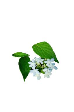 Калина складчатая Ватанабэ (Watanabe)