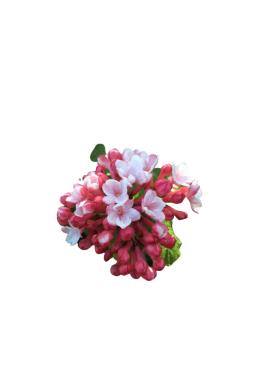 Калина Карльса Аврора (Carlesii Aurora)