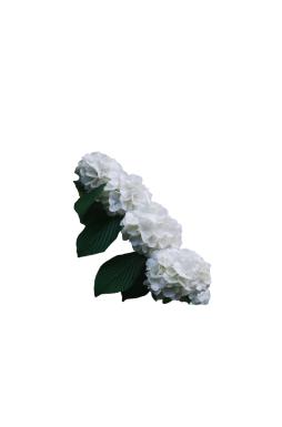 Калина складчатая Грандифлорум (Grandiflorum)