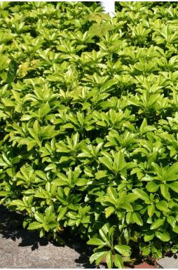 Пахизандра верхушечная