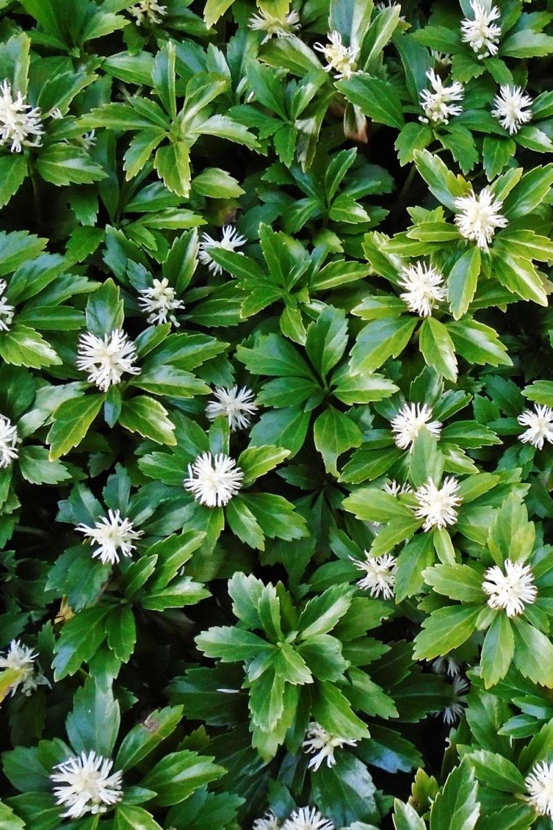 Пахизандра верхушечная Грин Шин (Green Sheen)