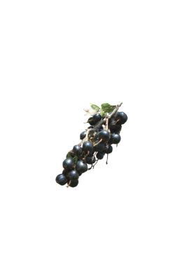 Смородина золотистая Венера (Venera)