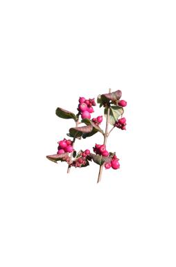Снежноягодник Доренбоза Мэджик Берри (Magic Berry)
