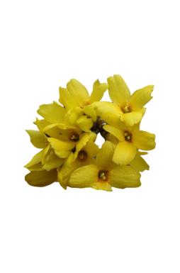 Форзиция промежуточная Голдраш (Goldrausch)
