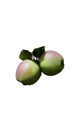 Яблоня Синап Орловский (осенний сорт)