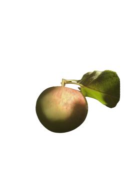 Яблоня Болотовское