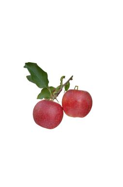 Яблоня Апрельское