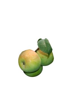 Яблоня Мартовское