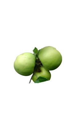 Яблоня Антоновка