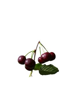 Вишня Жуковская