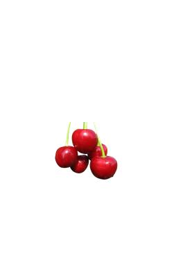 Вишня Любская