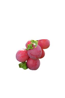 Слива Конфетная