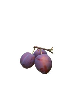 Слива Этюд