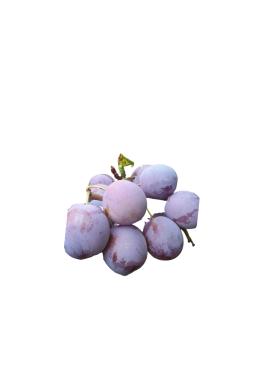 Слива Ренклод Советский